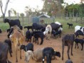 /album/galeria-de-fotos-galeria-de-fotos/ovinos-na-fazenda-expo-059-jpg/